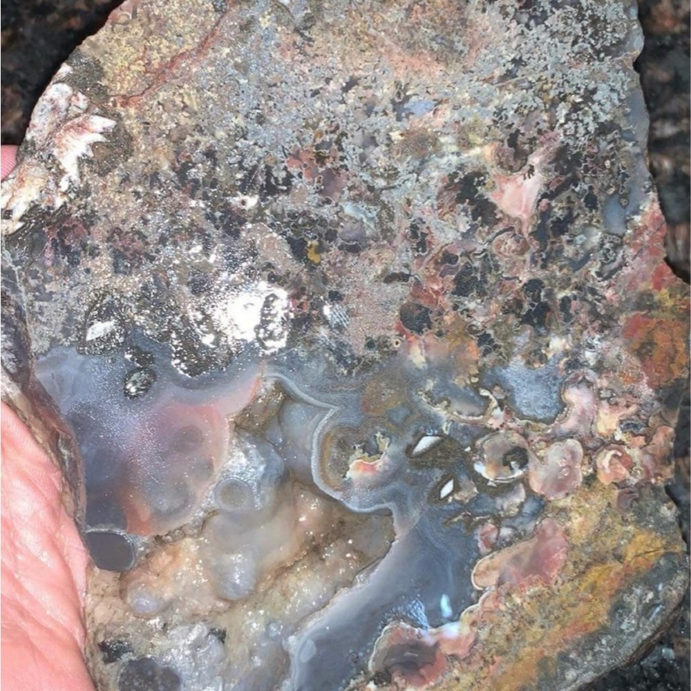 Geological dream Texas Plume Agate shoped naturally like "The Predator" AAA